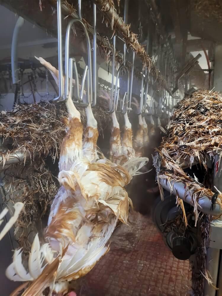 Poulet sur chaîne d'abattage