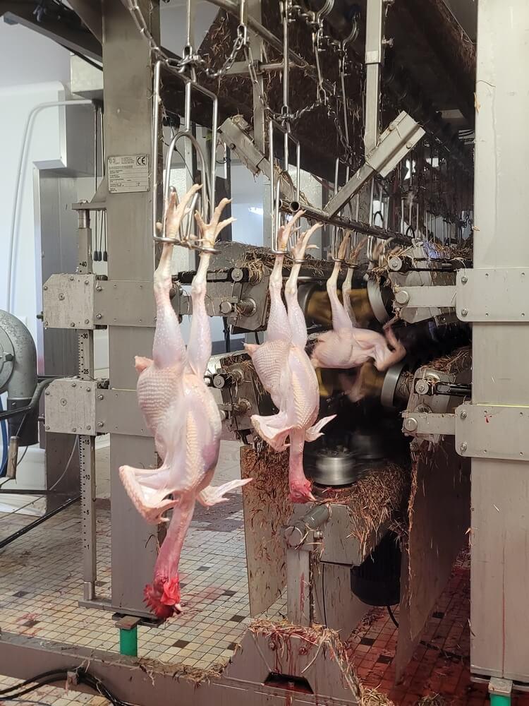 Poulet sur chaîne d'abattage Poulet sur chaîne d'abattage