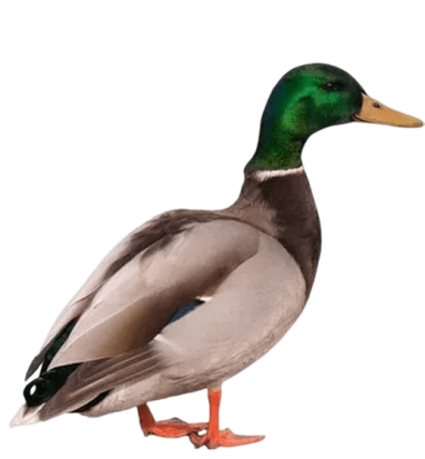 Canard Canard