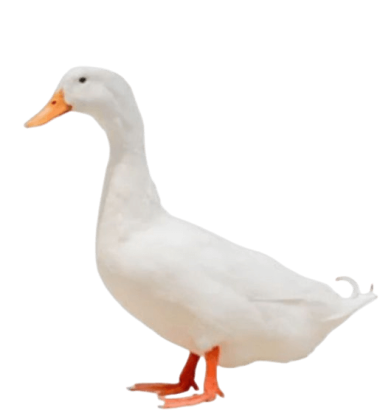 Canette Canette