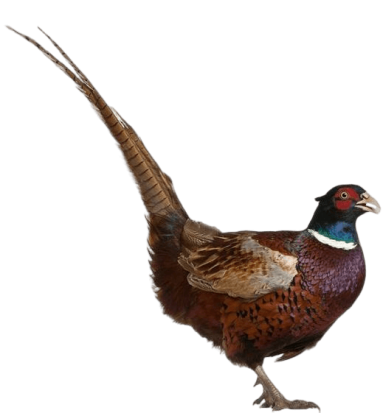 Faisan Faisan