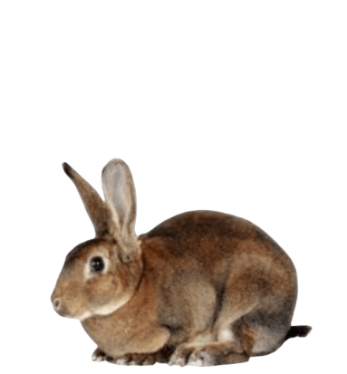 Lapin