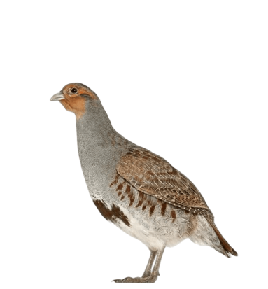 Perdrix Perdrix