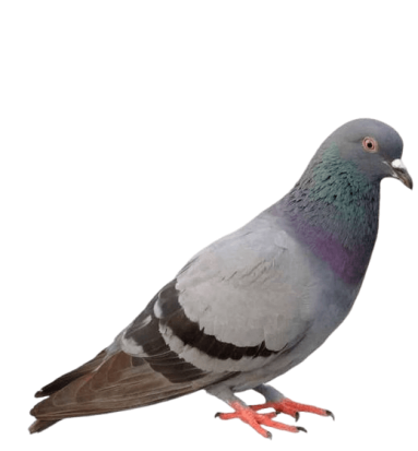 Pigeon Pigeon
