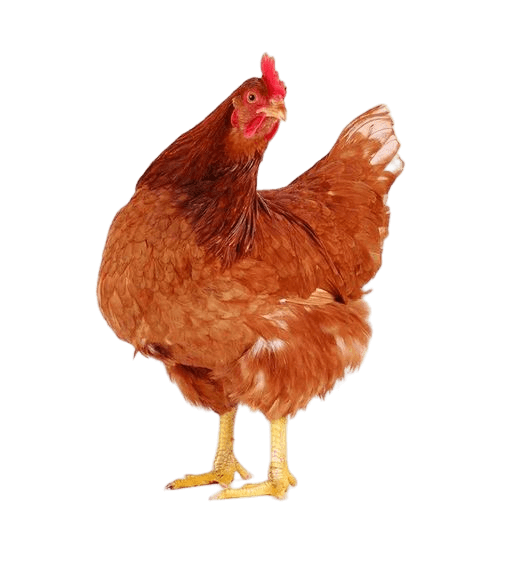 Poulet Poulet