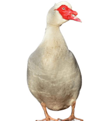 Canard de barbarie Canard de barbarie